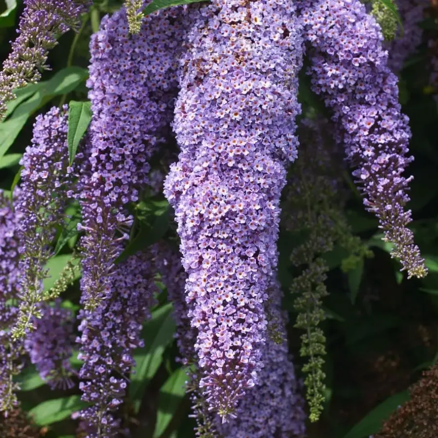 Planten|Tuinplanten-Plant in a Box Vlinderstruik - Set van 3 - Buddleja davidii - Hoogte 25-40cm - ⌀9cm