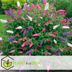 Planten|Tuinplanten-Plant in a Box Vlinderstruik - Set van 3 - Buddleja davidii - Hoogte 25-40cm - ⌀9cm