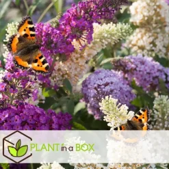 Planten|Tuinplanten-Plant in a Box Vlinderstruik - Set van 3 - Buddleja davidii - Hoogte 25-40cm - ⌀9cm