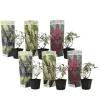 Plant in a Box Vlinderstruik - Set van 6 - Buddleja davidii - Hoogte 25-40cm - ⌀9cm