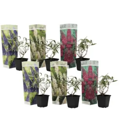 Plant in a Box Vlinderstruik - Set van 6 - Buddleja davidii - Hoogte 25-40cm - ⌀9cm