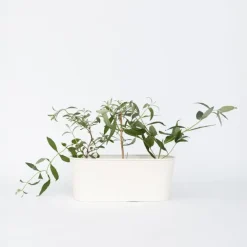 Plant in a Box Vlinderstruik - Set van 6 - Buddleja davidii - Hoogte 25-40cm - ⌀9cm