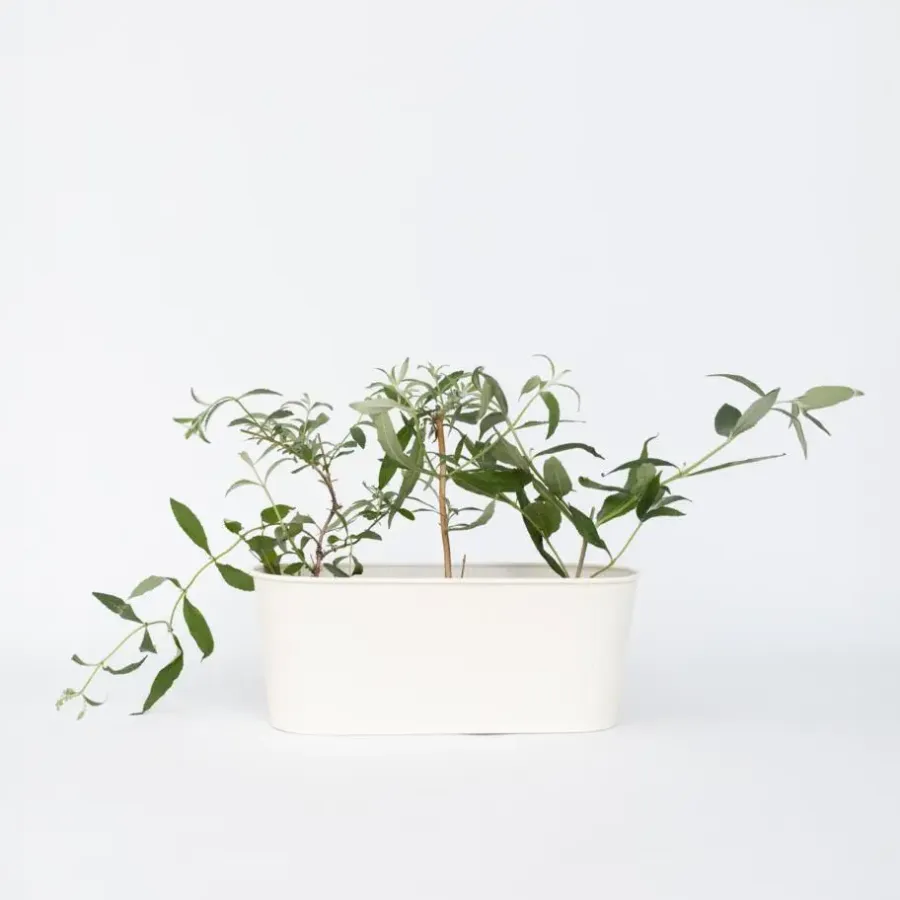 Plant in a Box Vlinderstruik - Set van 6 - Buddleja davidii - Hoogte 25-40cm - ⌀9cm