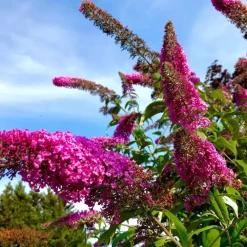 Plant in a Box Vlinderstruik - Set van 6 - Buddleja davidii - Hoogte 25-40cm - ⌀9cm