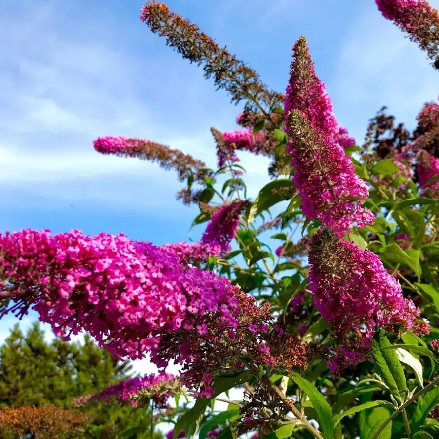Plant in a Box Vlinderstruik - Set van 6 - Buddleja davidii - Hoogte 25-40cm - ⌀9cm
