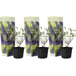 Plant in a Box Vlinderstruik - Set van 3 - Buddleja 'Nanho Blue' - Hoogte 25-40cm - ⌀9cm