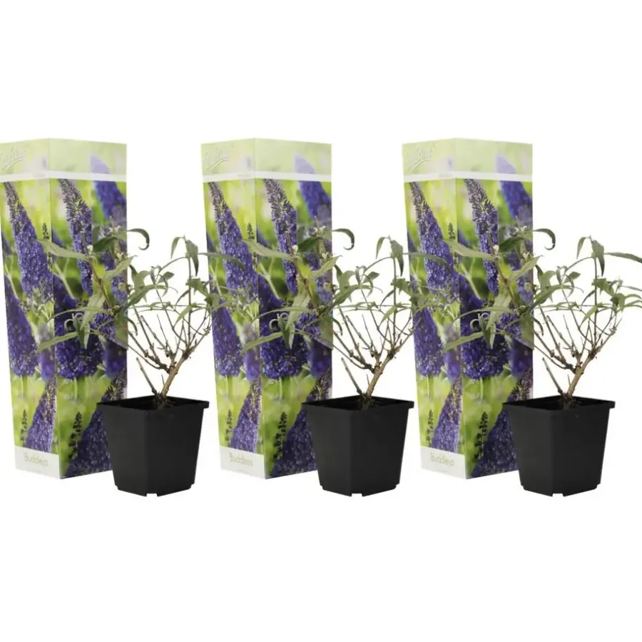 Plant in a Box Vlinderstruik - Set van 3 - Buddleja 'Nanho Blue' - Hoogte 25-40cm - ⌀9cm
