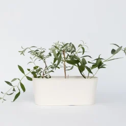 Plant in a Box Vlinderstruik - Set van 3 - Buddleja 'Nanho Blue' - Hoogte 25-40cm - ⌀9cm