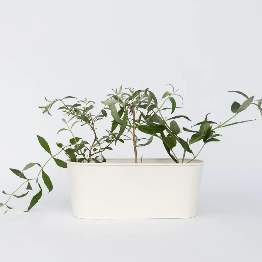 Plant in a Box Vlinderstruik - Set van 3 - Buddleja 'Nanho Blue' - Hoogte 25-40cm - ⌀9cm