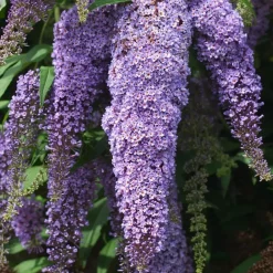 Plant in a Box Vlinderstruik - Set van 3 - Buddleja 'Nanho Blue' - Hoogte 25-40cm - ⌀9cm