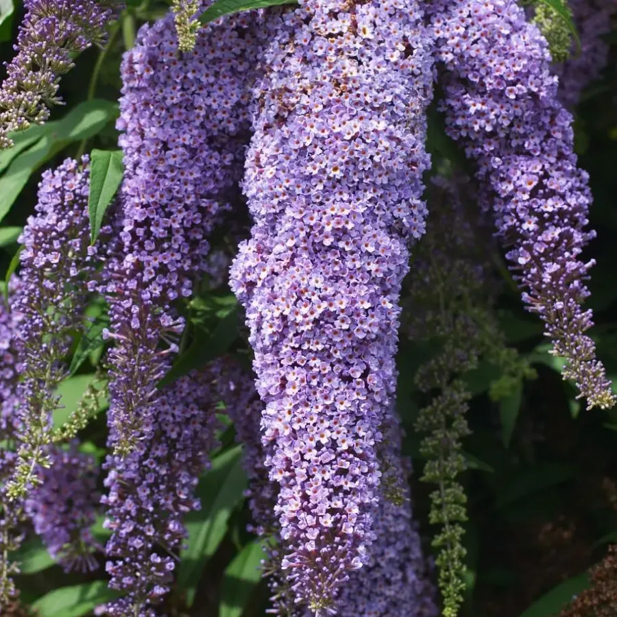 Plant in a Box Vlinderstruik - Set van 3 - Buddleja 'Nanho Blue' - Hoogte 25-40cm - ⌀9cm