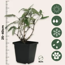 Plant in a Box Vlinderstruik - Set van 3 - Buddleja 'Nanho Blue' - Hoogte 25-40cm - ⌀9cm