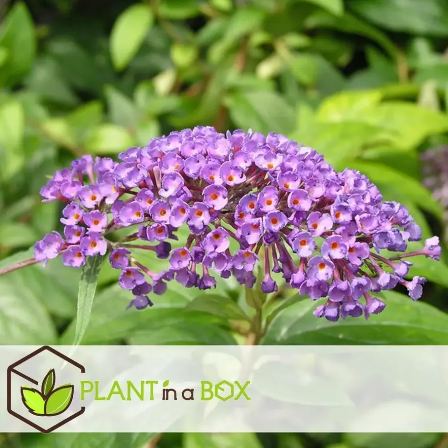 Plant in a Box Vlinderstruik - Set van 3 - Buddleja 'Nanho Blue' - Hoogte 25-40cm - ⌀9cm