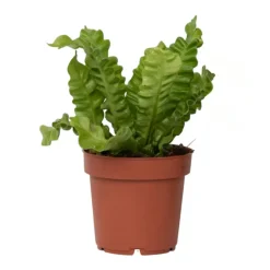 Plant in a Box Vogelnestvaren - Asplenium nidus 'Crispy Wave' - Hoogte 25-40cm - ⌀12cm