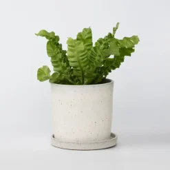 Plant in a Box Vogelnestvaren - Asplenium nidus 'Crispy Wave' - Hoogte 25-40cm - ⌀12cm