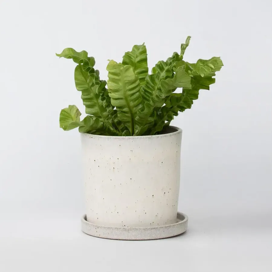 Plant in a Box Vogelnestvaren - Asplenium nidus 'Crispy Wave' - Hoogte 25-40cm - ⌀12cm