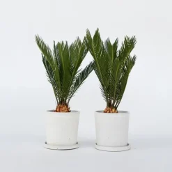 Bomen|Planten-Plant in a Box Vredespalm - Set van 2 - Cycas revoluta - Hoogte 45-60cm - ⌀15cm