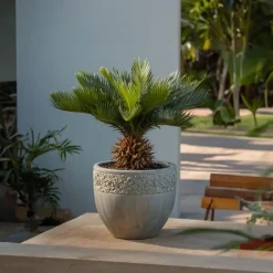 Bomen|Planten-Plant in a Box Vredespalm - Set van 2 - Cycas revoluta - Hoogte 45-60cm - ⌀15cm