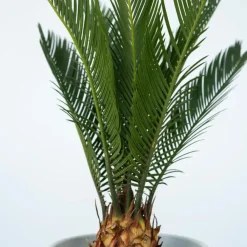 Bomen|Planten-Plant in a Box Vredespalm - Set van 2 - Cycas revoluta - Hoogte 45-60cm - ⌀15cm