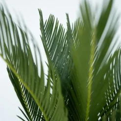 Bomen|Planten-Plant in a Box Vredespalm - Set van 2 - Cycas revoluta - Hoogte 45-60cm - ⌀15cm