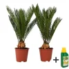 Plant in a Box Vredespalm met voeding - Set van 2 - Cycas revoluta - Hoogte 45-60cm - ⌀15cm