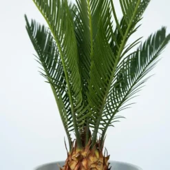 Plant in a Box Vredespalm met voeding - Set van 2 - Cycas revoluta - Hoogte 45-60cm - ⌀15cm