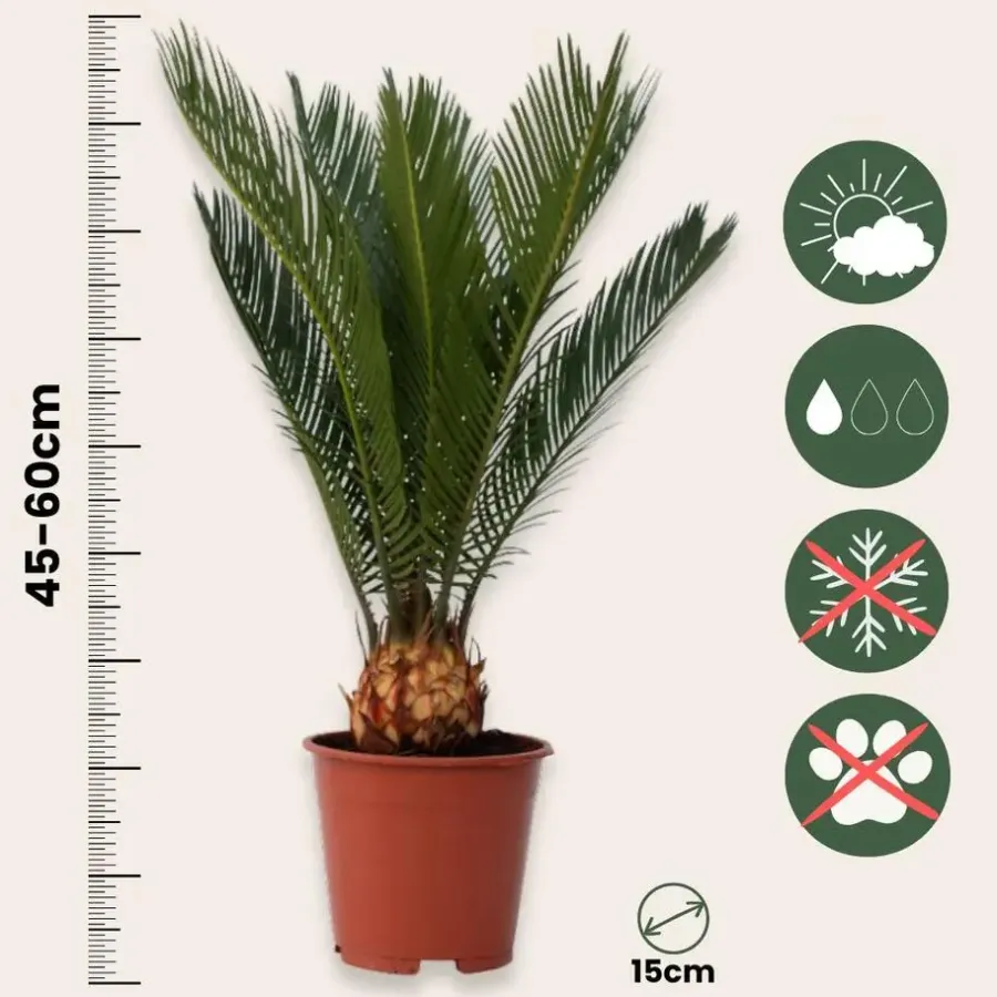 Plant in a Box Vredespalm met voeding - Set van 2 - Cycas revoluta - Hoogte 45-60cm - ⌀15cm