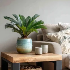 Plant in a Box Vredespalm met voeding - Set van 2 - Cycas revoluta - Hoogte 45-60cm - ⌀15cm