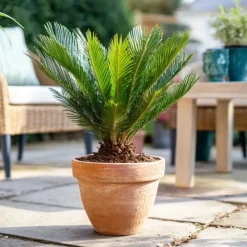 Plant in a Box Vredespalm met voeding - Set van 2 - Cycas revoluta - Hoogte 45-60cm - ⌀15cm