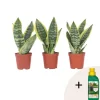 Plant in a Box Vrouwentong - Set van 3 - Sansevieria 'Futura Superba' - Hoogte 35-40cm - ⌀12cm