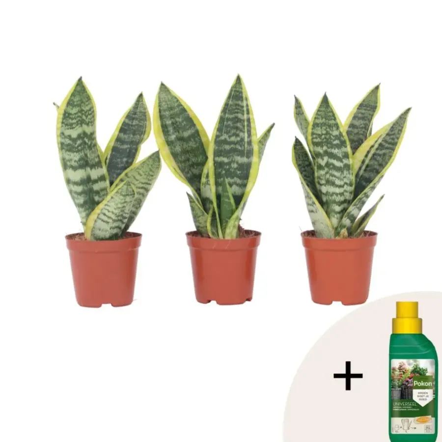 Plant in a Box Vrouwentong - Set van 3 - Sansevieria 'Futura Superba' - Hoogte 35-40cm - ⌀12cm