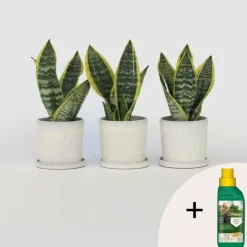 Plant in a Box Vrouwentong - Set van 3 - Sansevieria 'Futura Superba' - Hoogte 35-40cm - ⌀12cm