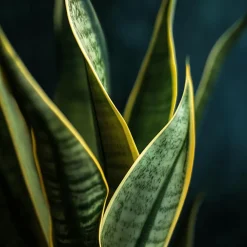 Plant in a Box Vrouwentong - Set van 3 - Sansevieria 'Futura Superba' - Hoogte 35-40cm - ⌀12cm