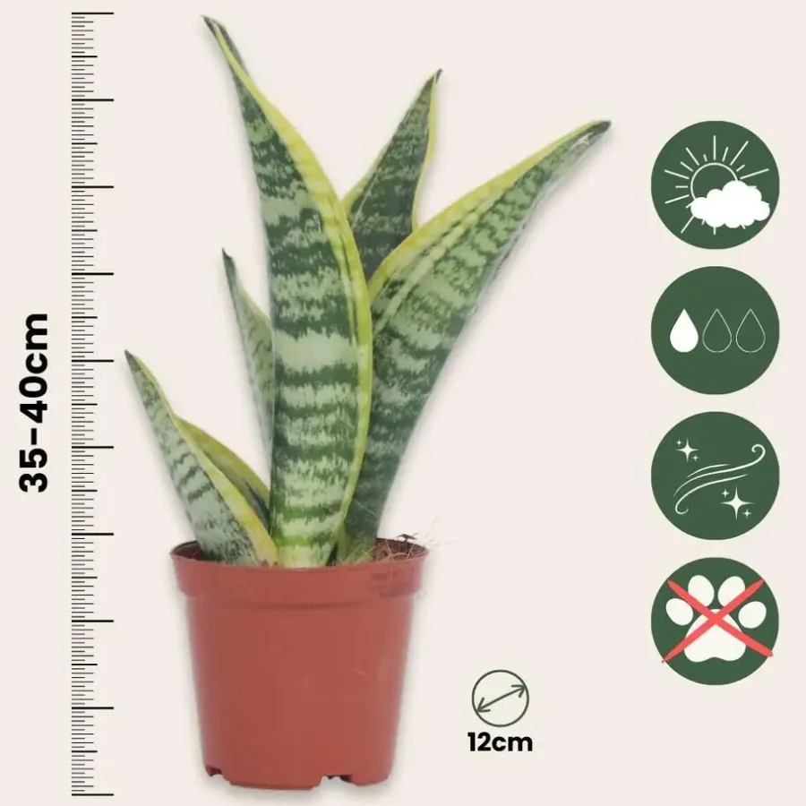 Plant in a Box Vrouwentong - Set van 3 - Sansevieria 'Futura Superba' - Hoogte 35-40cm - ⌀12cm