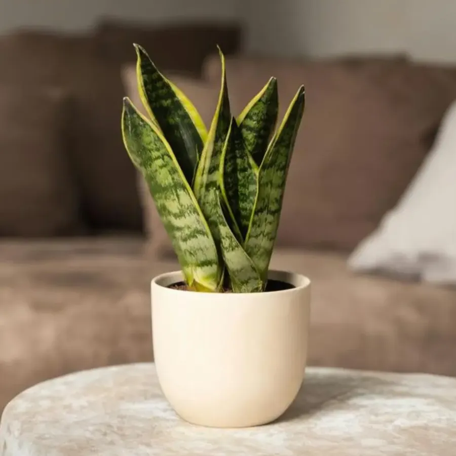 Plant in a Box Vrouwentong - Set van 3 - Sansevieria 'Futura Superba' - Hoogte 35-40cm - ⌀12cm