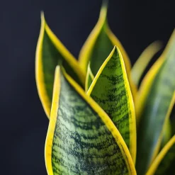 Plant in a Box Vrouwentong - Set van 3 - Sansevieria 'Futura Superba' - Hoogte 35-40cm - ⌀12cm