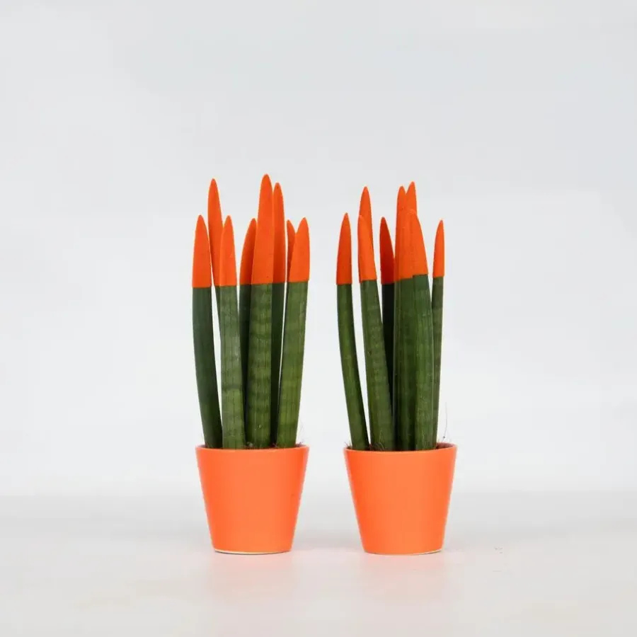 Kamerplanten-Plant in a Box Vrouwentong - Set van 2 - Sansevieria cylindrica - Hoogte 20-40cm - ⌀9cm