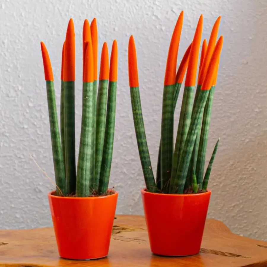 Kamerplanten-Plant in a Box Vrouwentong - Set van 2 - Sansevieria cylindrica - Hoogte 20-40cm - ⌀9cm