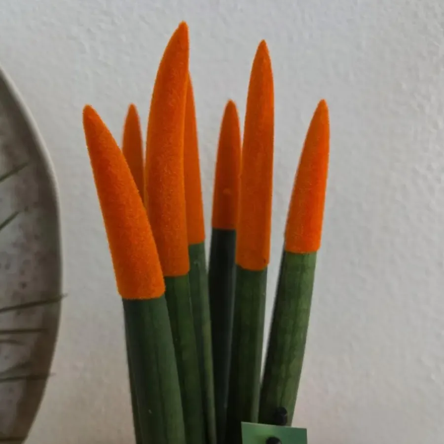 Kamerplanten-Plant in a Box Vrouwentong - Set van 2 - Sansevieria cylindrica - Hoogte 20-40cm - ⌀9cm