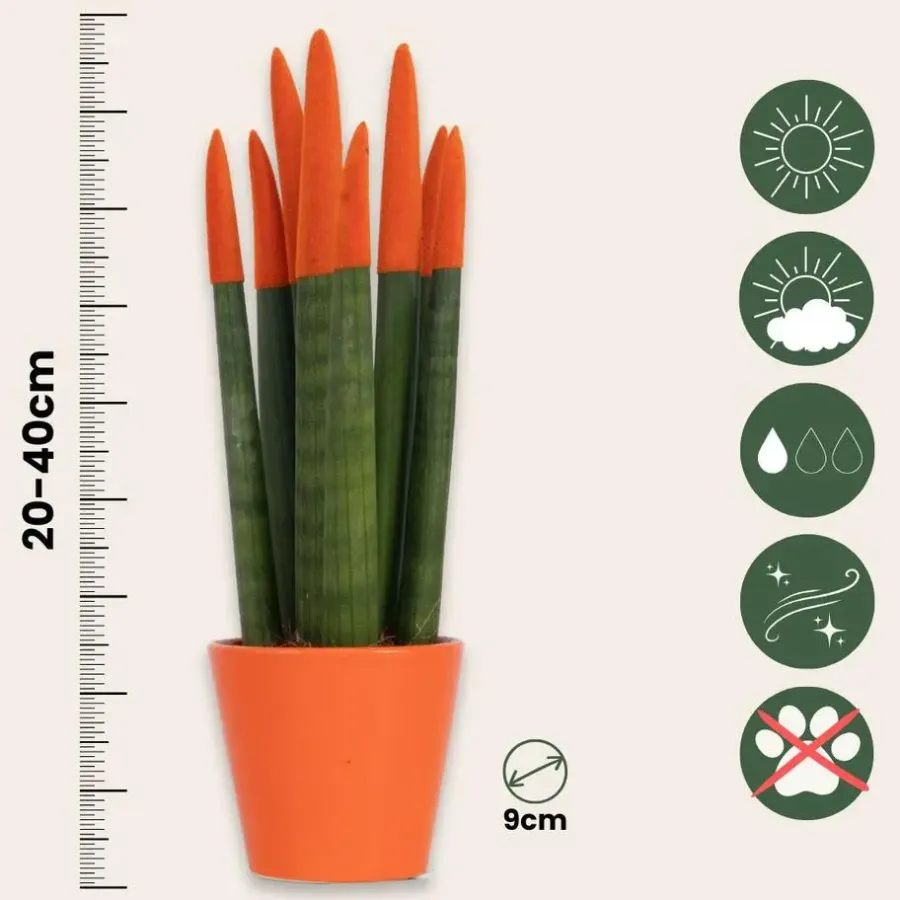 Kamerplanten-Plant in a Box Vrouwentong - Set van 2 - Sansevieria cylindrica - Hoogte 20-40cm - ⌀9cm