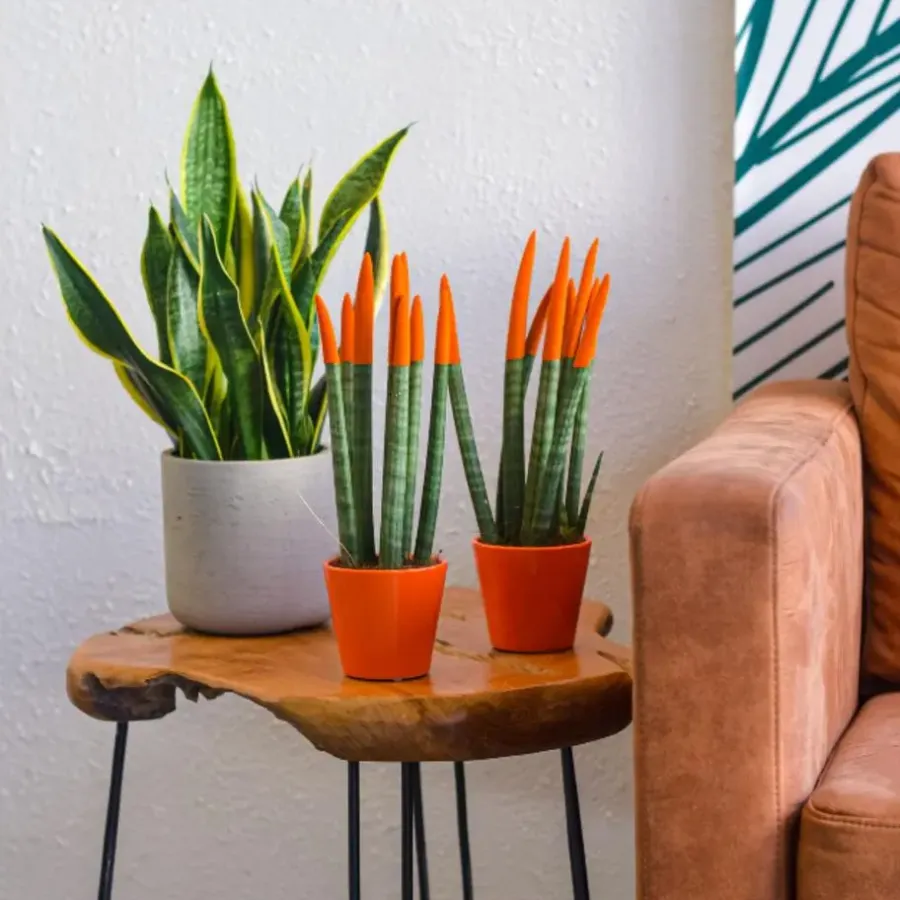 Kamerplanten-Plant in a Box Vrouwentong - Set van 2 - Sansevieria cylindrica - Hoogte 20-40cm - ⌀9cm