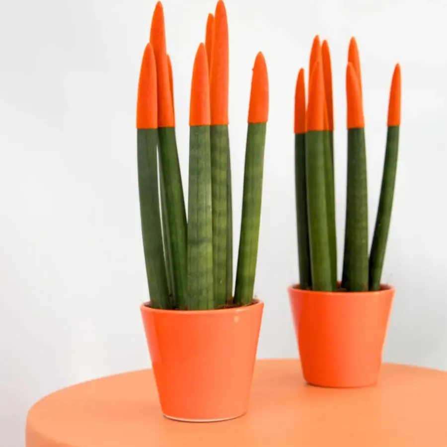 Kamerplanten-Plant in a Box Vrouwentong - Set van 2 - Sansevieria cylindrica - Hoogte 20-40cm - ⌀9cm