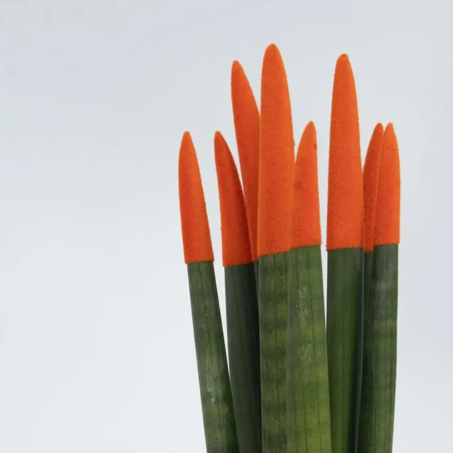 Kamerplanten-Plant in a Box Vrouwentong - Set van 2 - Sansevieria cylindrica - Hoogte 20-40cm - ⌀9cm