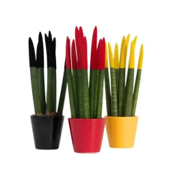 Kamerplanten-Plant in a Box Vrouwentong - Set van 3 - Sansevieria cylindrica - Hoogte 20-40cm - ⌀9cm