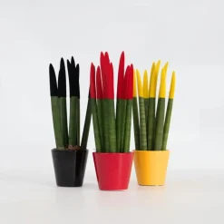 Kamerplanten-Plant in a Box Vrouwentong - Set van 3 - Sansevieria cylindrica - Hoogte 20-40cm - ⌀9cm