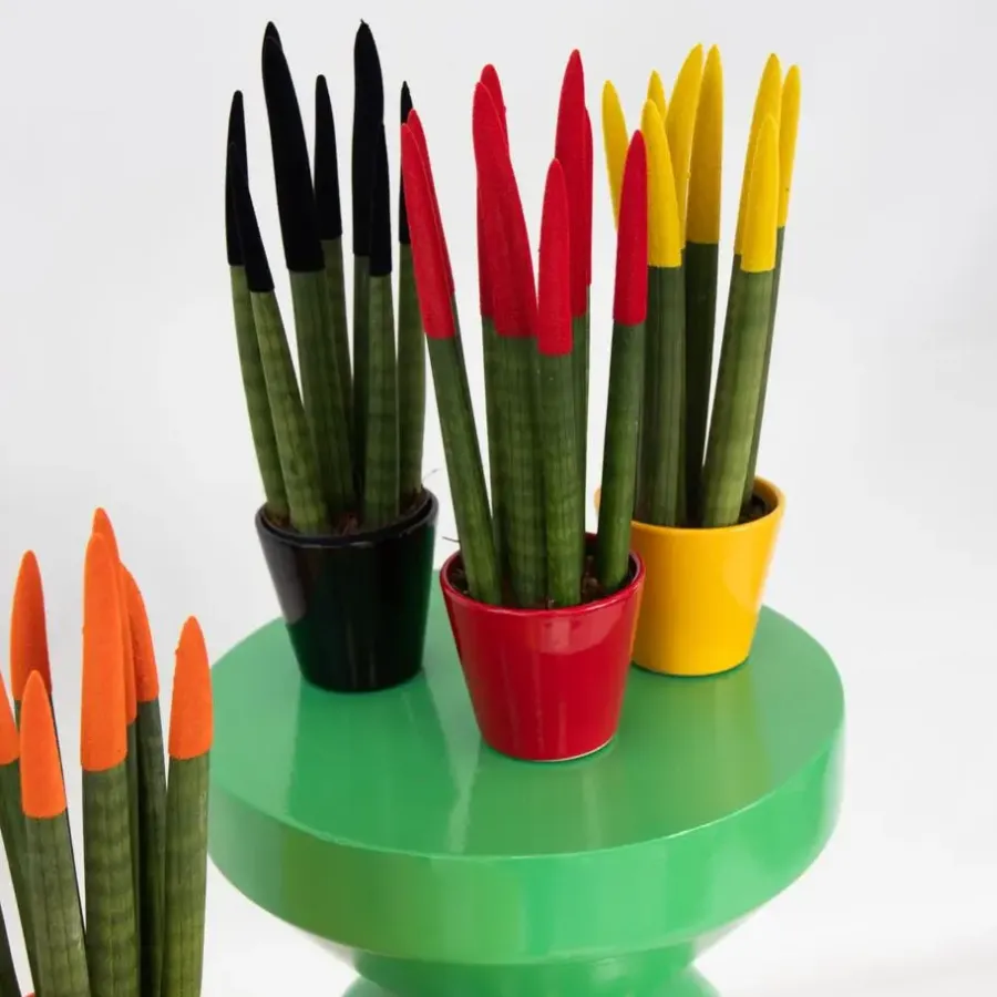 Kamerplanten-Plant in a Box Vrouwentong - Set van 3 - Sansevieria cylindrica - Hoogte 20-40cm - ⌀9cm