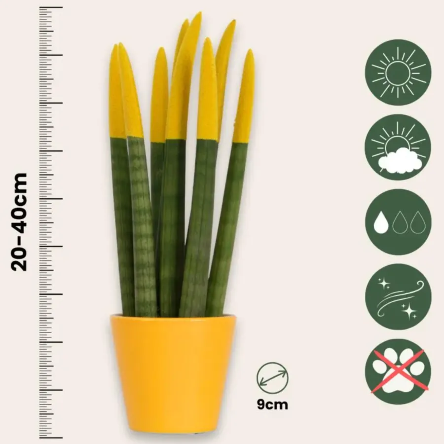 Kamerplanten-Plant in a Box Vrouwentong - Set van 3 - Sansevieria cylindrica - Hoogte 20-40cm - ⌀9cm