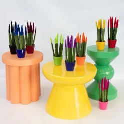 Kamerplanten-Plant in a Box Vrouwentong - Set van 3 - Sansevieria cylindrica - Hoogte 20-40cm - ⌀9cm