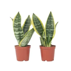 Kamerplanten-Plant in a Box Vrouwentong - Set van 2 - Sansevieria 'Futura Superba' - Hoogte 35-40cm - ⌀12cm
