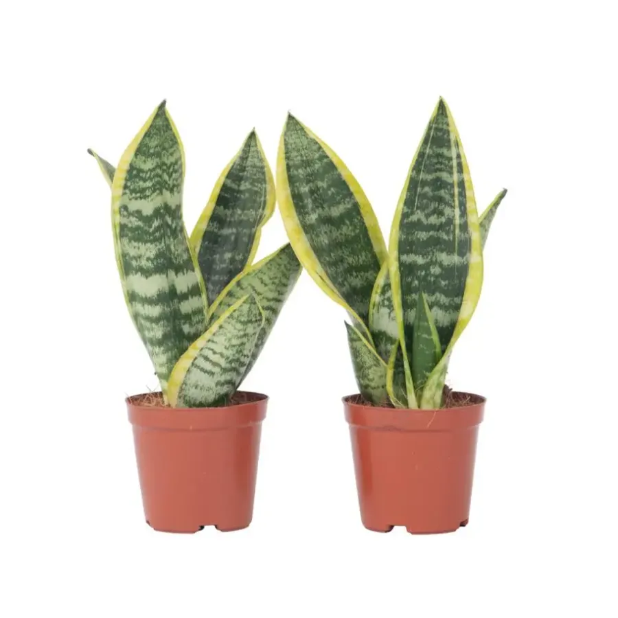 Kamerplanten-Plant in a Box Vrouwentong - Set van 2 - Sansevieria 'Futura Superba' - Hoogte 35-40cm - ⌀12cm